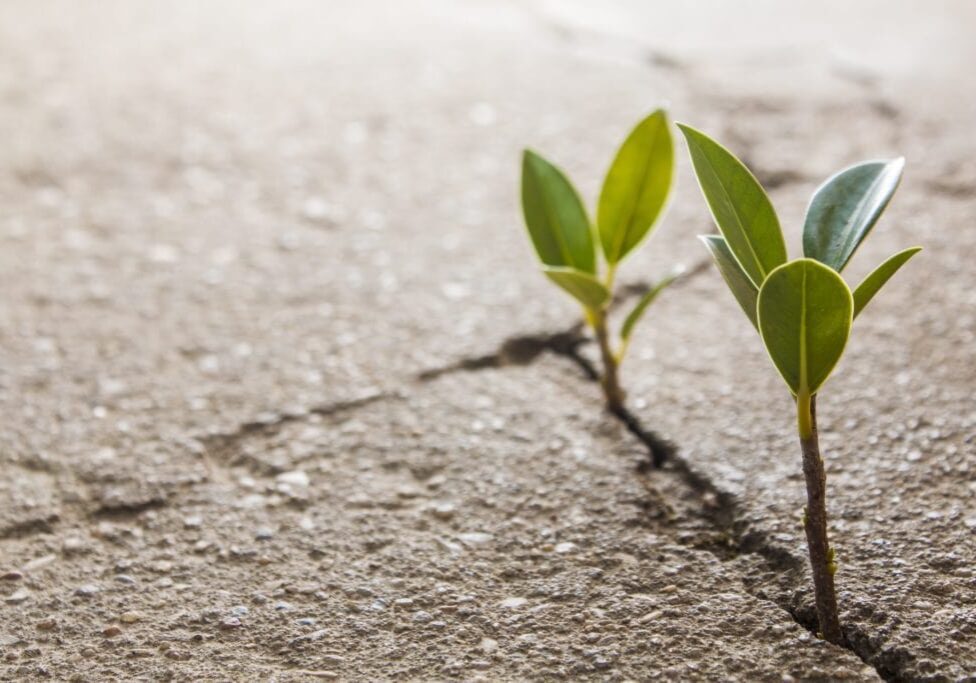 weed growing through crack in pavement